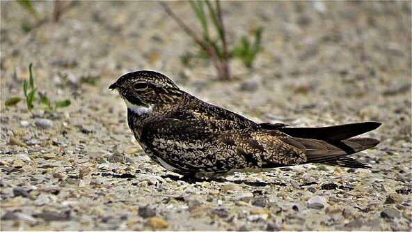 Common Nighthawk