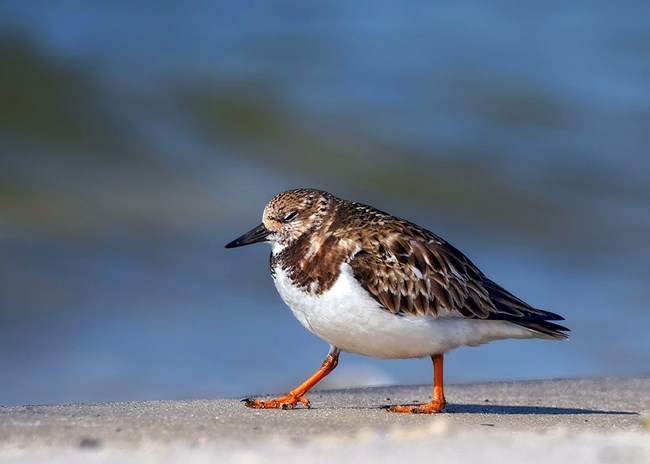 Ruddy Turnstone
