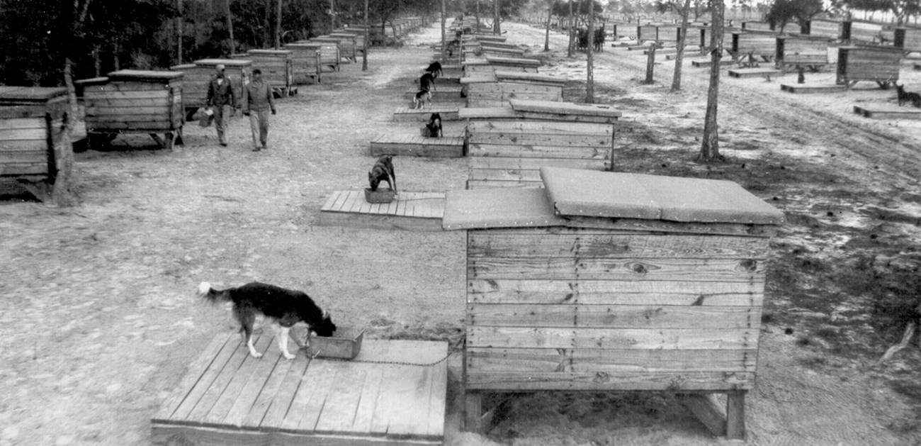 A black and white photo of rows of wooden dog kennels, dogs are eating at many.