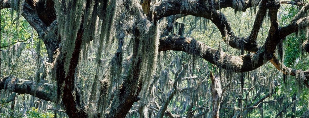 Spanish moss hangs from a stand of Live Oak Trees