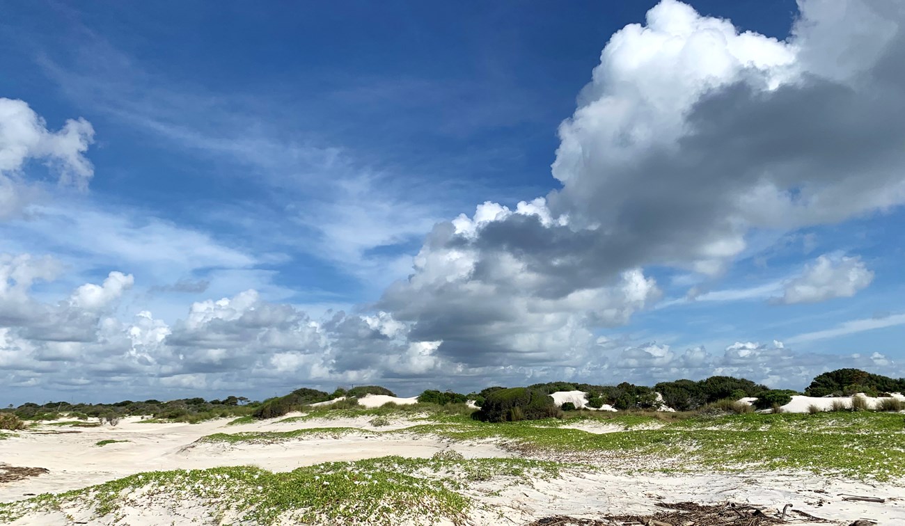 sand and vegetation