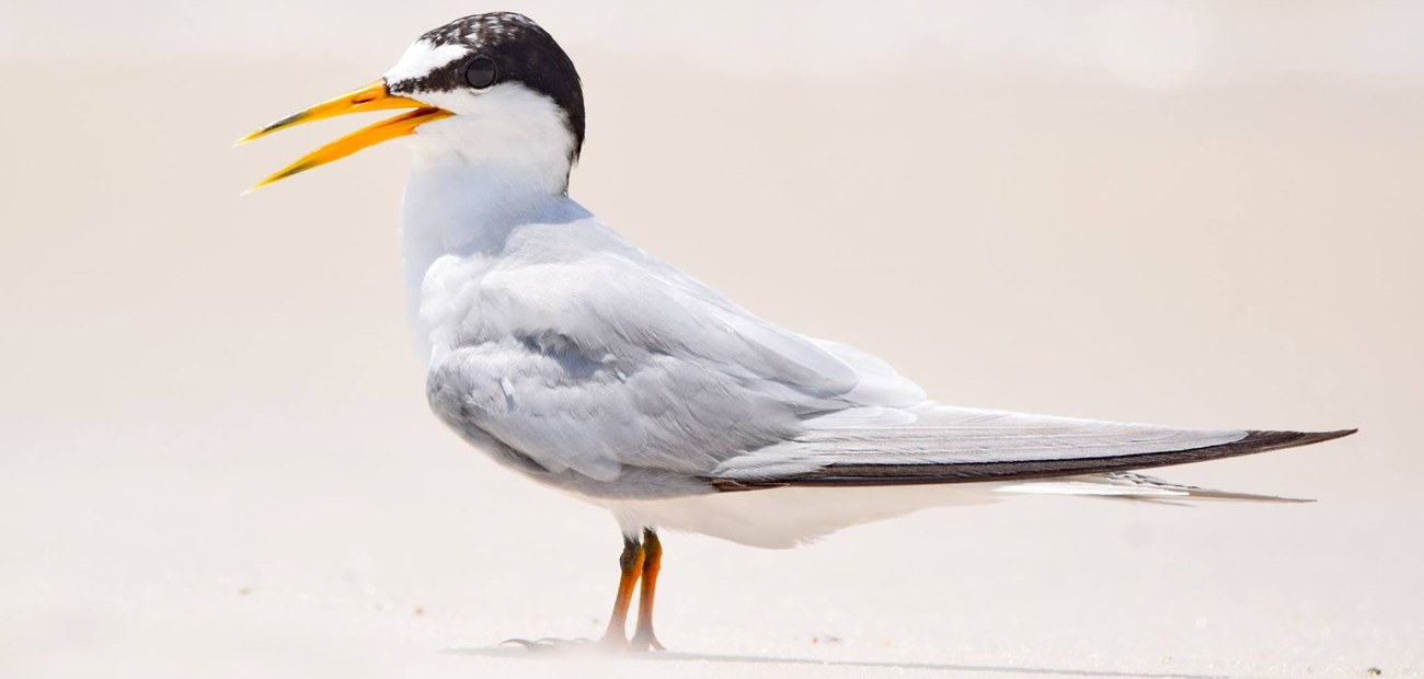 A small, mostly white bird, with a black head stands on a white sand beach.