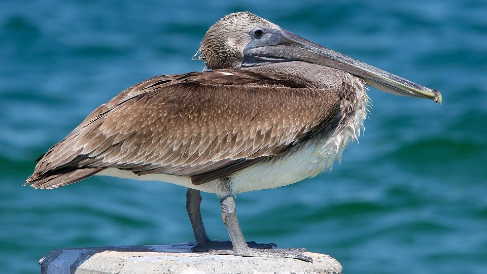 Brown Pelican