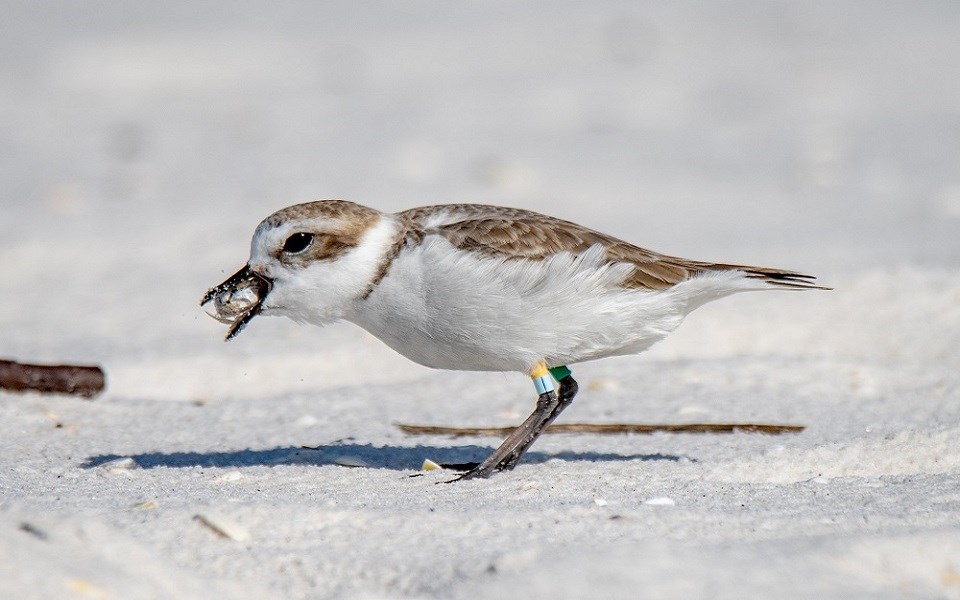 Snowy Plovers Gulf Islands National Seashore (U.S. National Park Service)