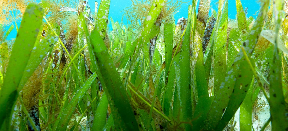 Seagrass Gulf Islands National Seashore (U.S. National Park Service)