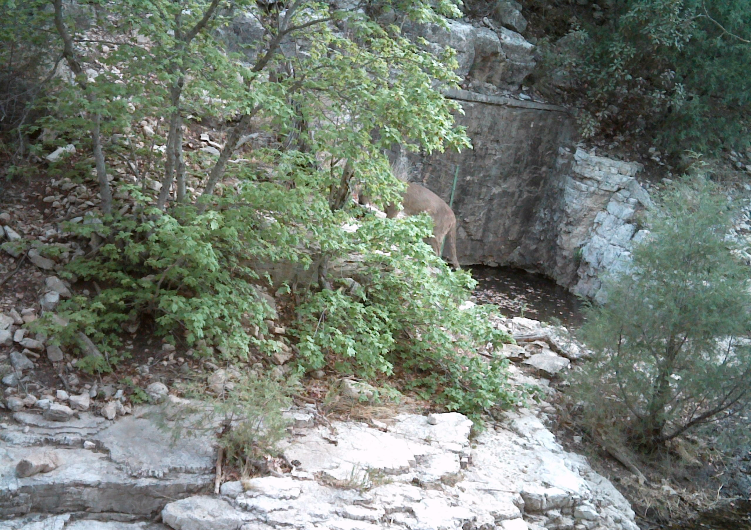 A mountain lion is obscured by trees and vegetation