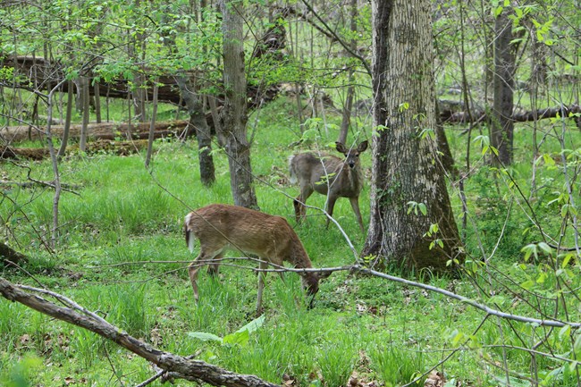 Deer in the Park
