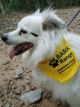 Fluffy white dog wearing a yellow Bark Ranger bandanna