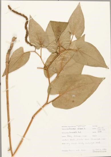 Leafy plant specimen on white paper