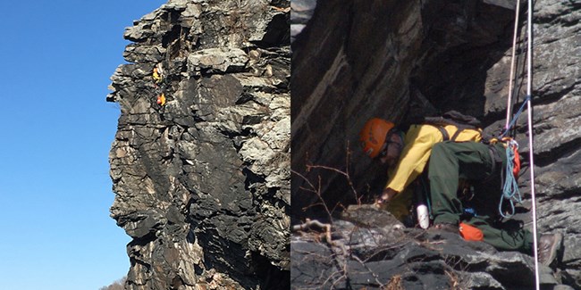 two images: ecologist rappelling to a peregrine falcon nesting site; ecologist inspecting nesting site
