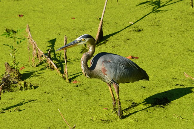 A Great Blue Heron is standing very still looking for prey in the canal on Virginius Island. These birds have very long legs and are a grayish blue color. There colors stand out more because the canal they are standing in is full of bright green duckweed.