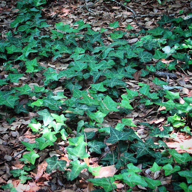 A creeping plant with star-shaped leaves runs along the leaf-littered ground.