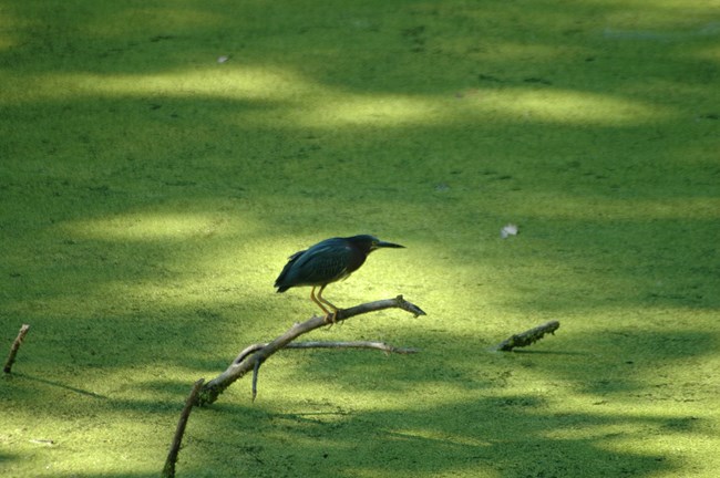 Green Heron standing in the Shenandoah Canal. They are very small compared to Great Blue Herons and hard to see if you aren't paying close attention. They are green and brown and appear like they have no neck. They also have long legs.