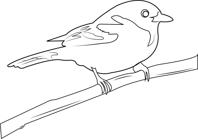 A black and white drawing of a Baltimore Oriole
