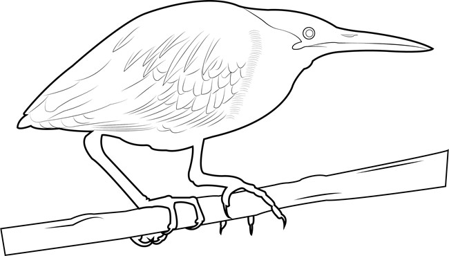 A black and white drawing of a Green Heron
