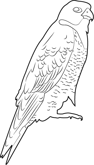 falcon black and white