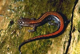 red-backed salamander