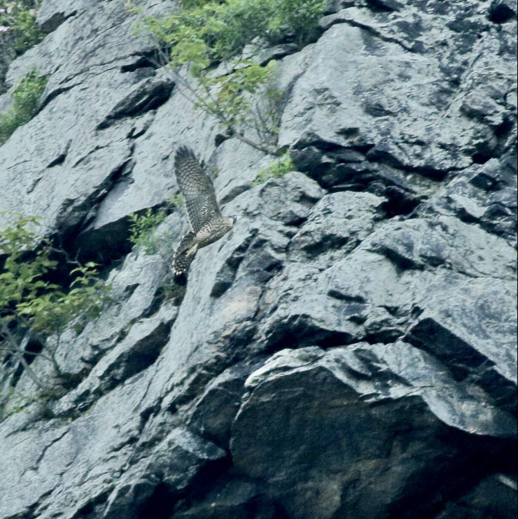 Peregrine falcon fledgling soaring past rocky cliffs