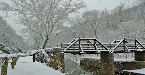 snow covered landscape, showing sycamore trees along a historic canal and a wooden bridge spanning the canal