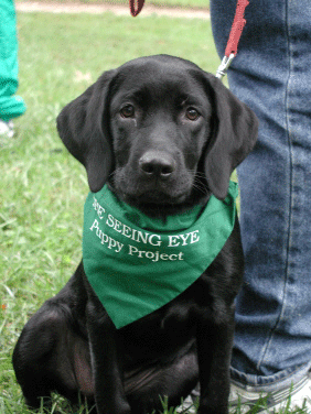 Black puppy wearing green bandana