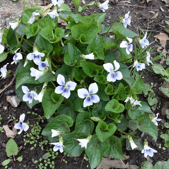 African violets at Hamilton Grange