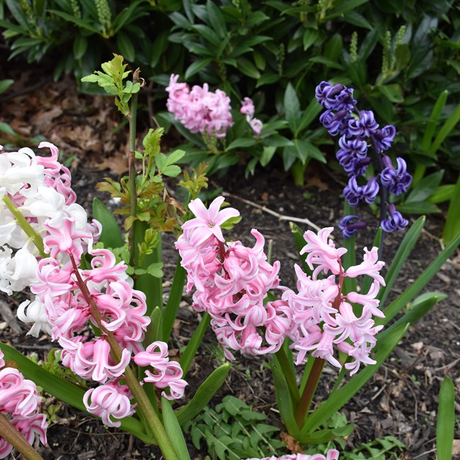 white, pink, and purple hyacinths
