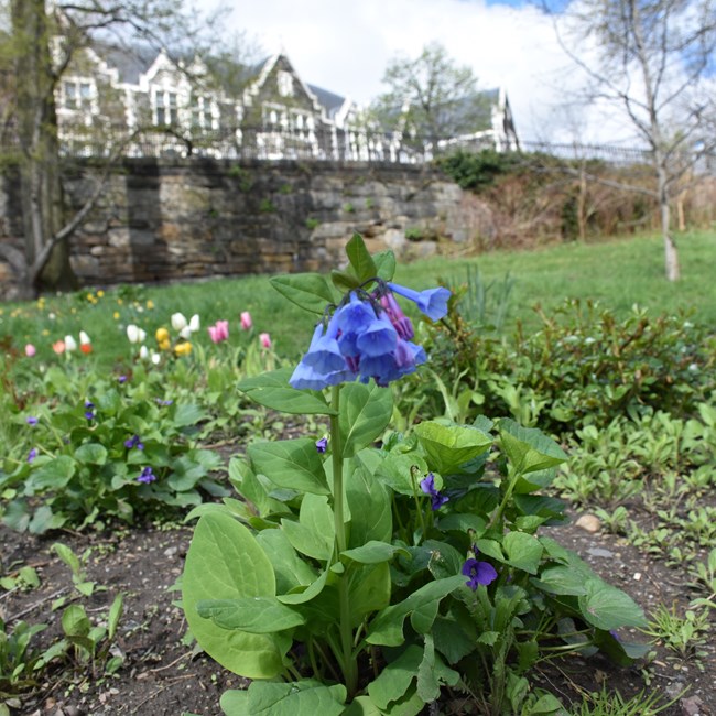 Virginia Blue Bells at Hamilton Grange