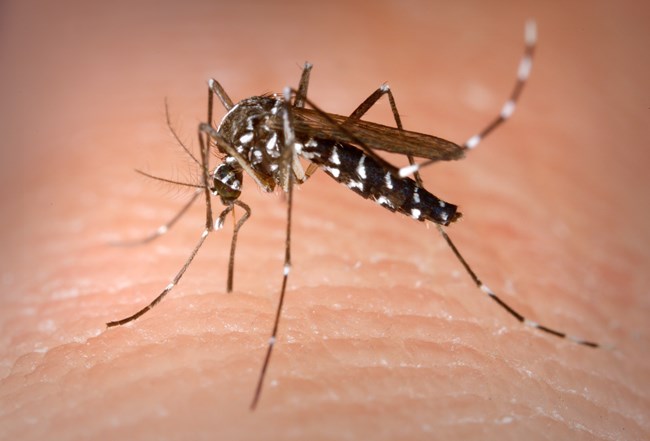 Close-up image of a white striped mosquito