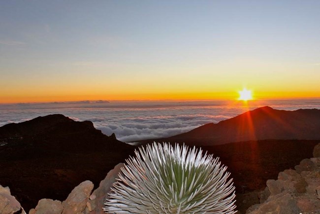 Sun rising over Haleakala Crater with a silversword in the foreground.