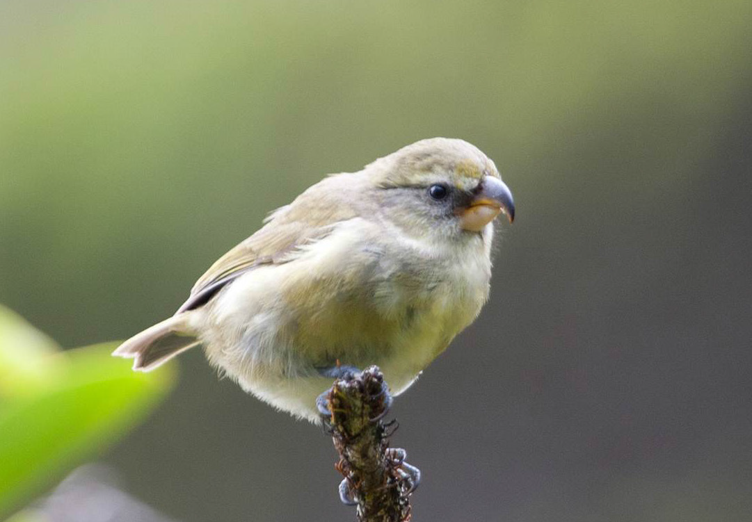 Kiwikiu (Maui Parrotbill)