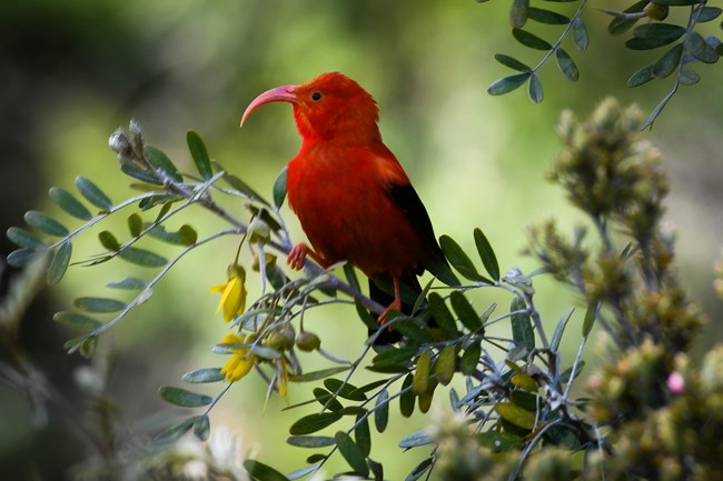 A bright red bird stands on vivid green vegetation