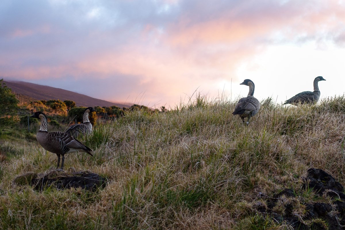 Animals Haleakalā National Park (U.S. National Park Service)