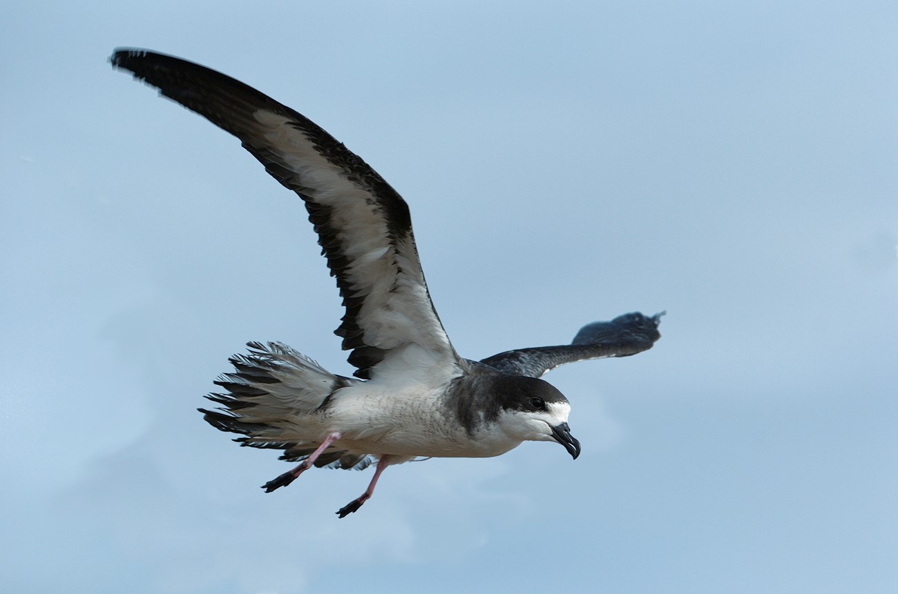 'Ua'u travel as far as Alaska and Japan during nesting season to feed their young