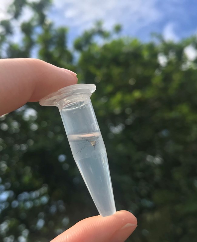A small vial held up to the sky contains one adult mosquito floating in clear liquid