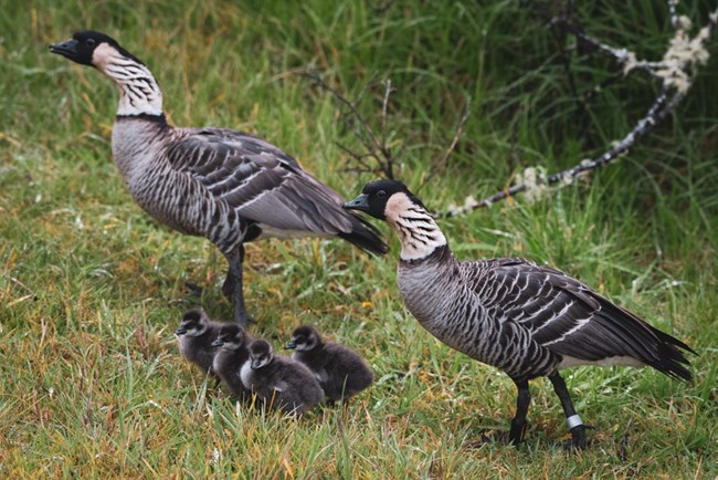 Brown, black, and white birds stand in green grass