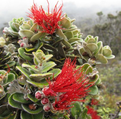 ‘Ōhi‘a in bloom with bright red flowers