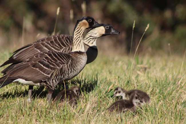 two adult geese with 3 fluffy chicks in grass