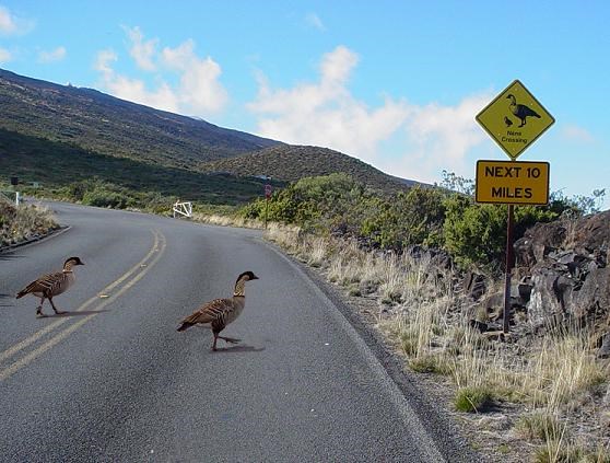 Two birds stand on a blacktop road with a caution yellow sign on the side of the road.