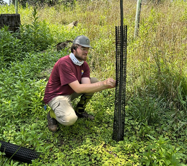 ACE intern installing deer guard on young tree