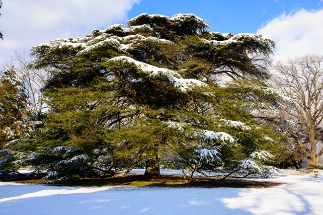 Picture of the large Cedar of Lebanon tree with snow on the branches and ground.