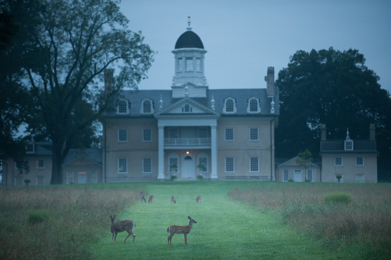 The meadow in front of the mansion with deer in the meadow at dawn or dusk
