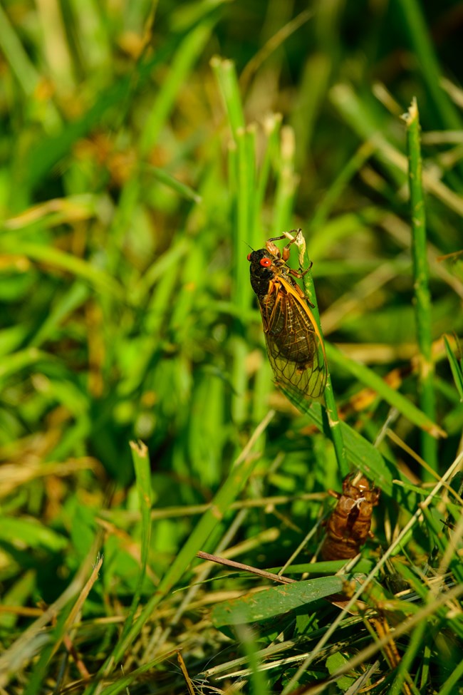 Cicada on the grass in the meadow