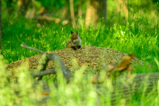 Baby fox on top of a tiny hill in the meadow