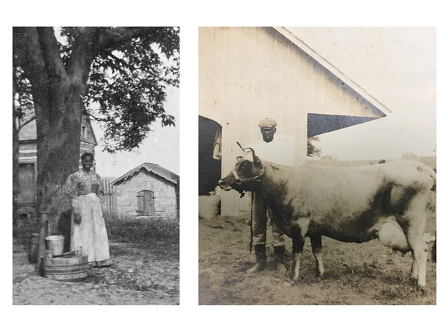 The woman pictured on the left is Amanda Norris, in front of the quarters and ash house 1895. She lived in the quarters with her husband, farm hand James Norris. In the picture on the left with a dairy cow.