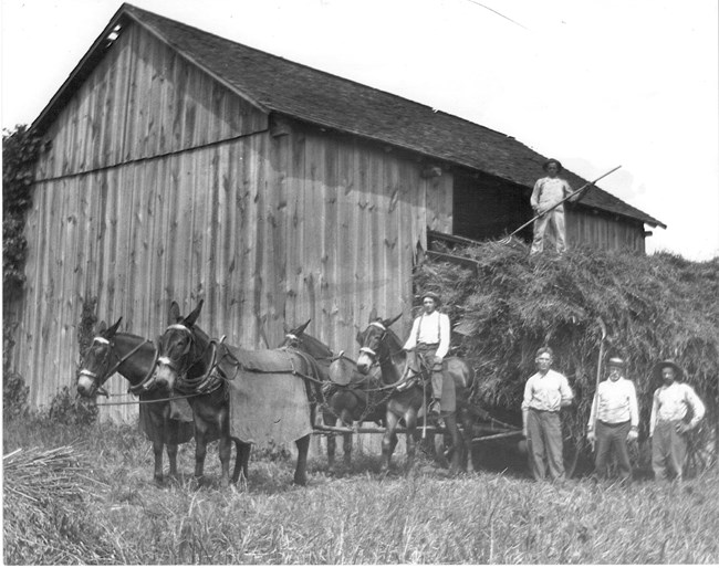 Laborers near barn. Mules pull a wagon with hay. c. 1930, NPS