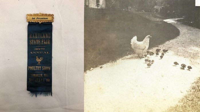 photo of blue ribbon and photo of chicken with chicks walking on sidewalk