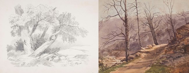 black and white pencil drawing and painting of brown trees
