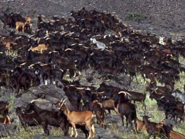 Goats at Hilina Pali
