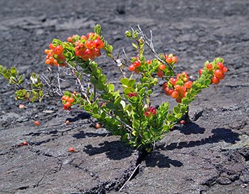 ʻŌhelo plant on a lava flow