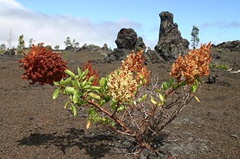 Pawale plant on a lava flow